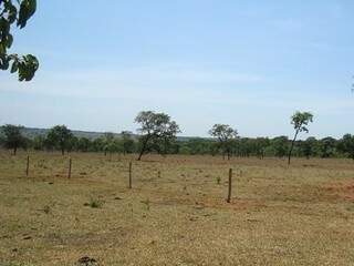 Área de propriedade rural desmatada para plantação de pastagem (Foto: Divulgação/ PMA)