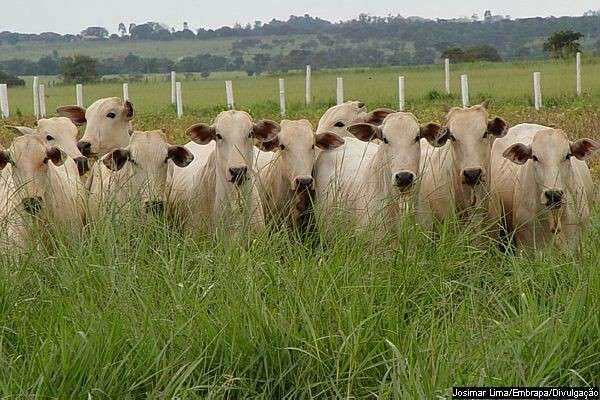 Pre&ccedil;o da arroba do boi dispara, bate novo recorde e produtor faz festa