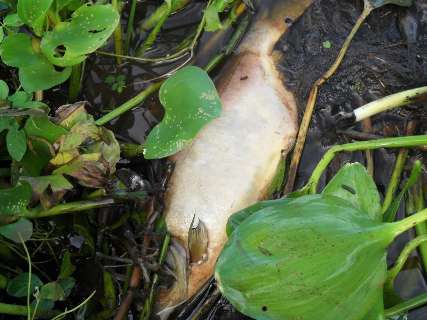 Fenômeno natural, decoada começa no rio Paraguai causando morte de peixes