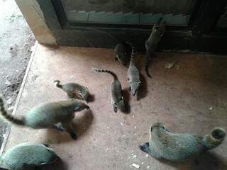 Os quatis vivem em bando, em grupos de 4 a 20 animais, explica bióloga (Foto: Silvana Echeverria)