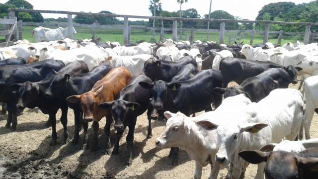 Embrapa apresenta estrat&eacute;gia que intensifica produ&ccedil;&atilde;o e garante lucro maior