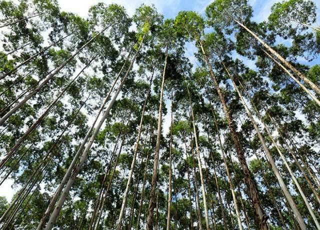 Congresso que vai debater futuro da ind&uacute;strias de florestas come&ccedil;a hoje 