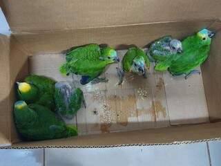 Aves resgatadas serão levadas ao Cras em Campo Grande (Foto/Divulgação)