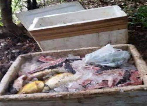 PMA prende homem com 340 quilos de pescado ilegal no Pantanal 