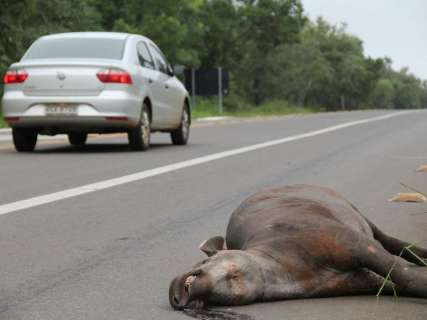 Projeto quer reduzir "carnificina" de animais silvestres em rodovias 