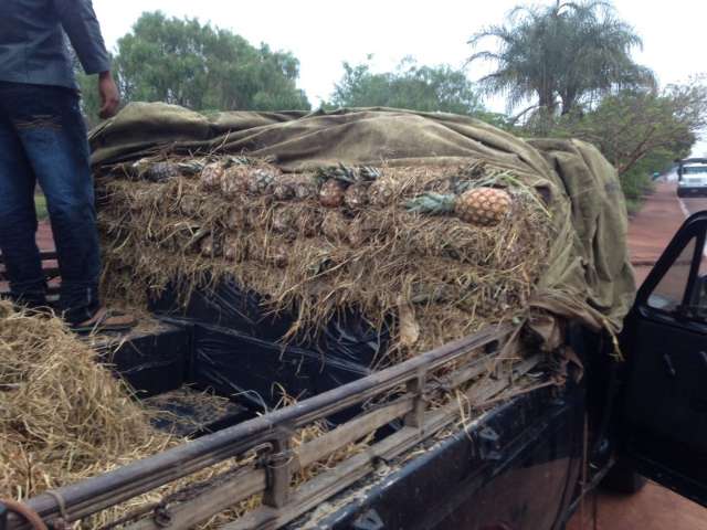 Motorista &eacute; flagrado transportando cigarros do Paraguai em carga de abacaxi