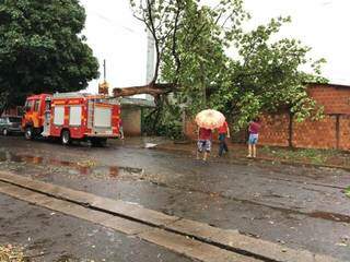 Na Rua Ouro Verde, no Jardim Tarumã, bombeiros foram acionados para atender duas ocorrências de queda de árvore (Foto: Direto das Ruas)