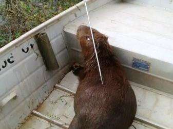 Capivara &eacute; morta atingida por um arp&atilde;o &aacute;s margens da Lagoa Maior
