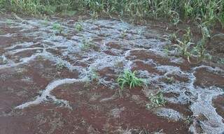 Estiagem e geada prejudicou a formação do milho de segunda safra, em Mato Grosso do Sul. (Foto: Famasul)