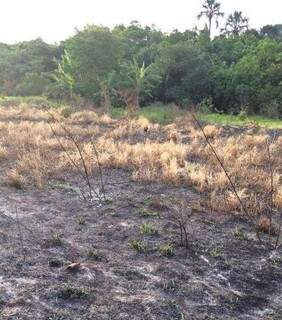 Área que deveria ser preservada tem vegetação queimada (Foto: Direto das Ruas)