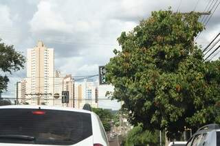 Os galhos desta árvore, no cruzamento da rua da Paz com a Alagoas, prejudica a visão dos motoristas (Fotos: Marcos Ermínio)