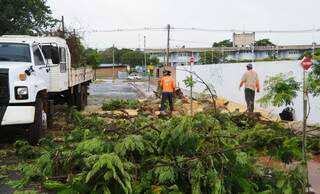 Funcionários retiraram a árvore e precisaram interditar a rua. (Foto:Rodrigo Pazinato)