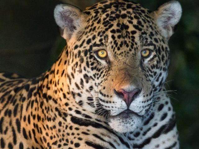 No Pantanal que &quot;mudou sua vida&quot;, fot&oacute;grafo esperou 23 anos para encontrar on&ccedil;a