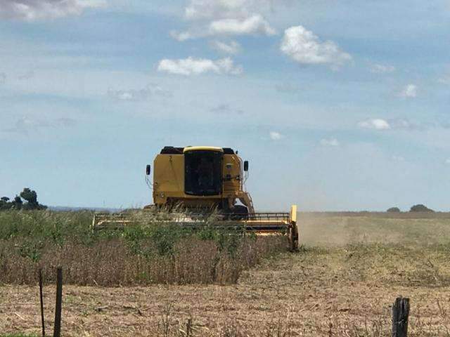 Em plena colheita da soja, pre&ccedil;o aumenta 16% com saca cotada a R$ 67