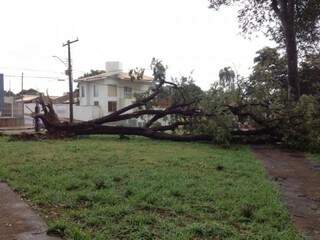 Na praça do bairro, árvore foi arrancada pela raiz. (Foto: Oswaldo Ribeiro )