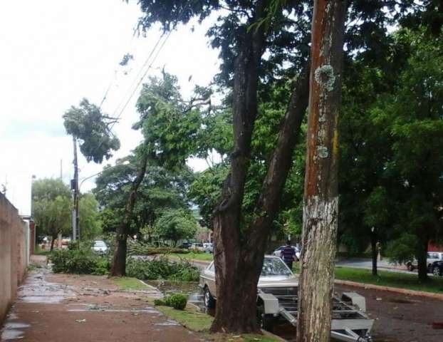 Chuva e vento forte derrubam árvores no centro da cidade