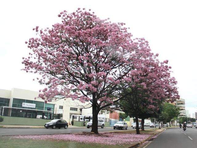 Ap&oacute;s chuva, massa de ar polar chega e causa frio de at&eacute; 7&ordm;C em MS
