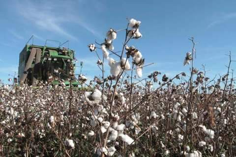 Infestação de praga dobra e preocupa produtores de algodão