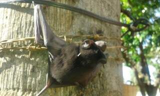 Morcego foi encontrado no Bairro Los Angeles, região Sul. (Foto: Marcelo Calazans) 