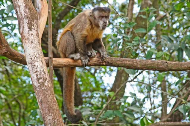 Depois das capivaras, macacos invadem ruas e d&atilde;o show em bairro