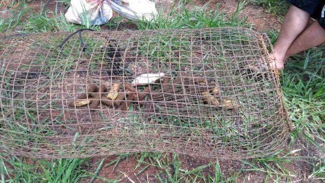 PMA apreende 66 quilos de pescado ilegal e aplica multas de R$ 5,22 mil 