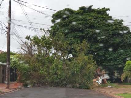 Ventos chegam a 71 km por hora e derrubam árvores na Capital