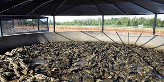 O frigorífico é construído em uma área de 150 hectares e vai trabalhar com 10 mil matrizes em cativeiro e 250 mil jacarés em confinamento, com média aproximada de 100 mil animais abatidos por ano. (Foto: Anderson Gallo/ Diário Corumbaense)