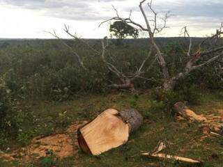 Além de desmatar 258 hectares, proprietário explorou madeira de forma ilegal (Divulgação/PMA)