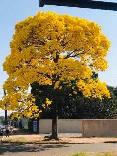 Recheado, ipê pinta céu de amarelo e vira atração do domingo no Tiradentes