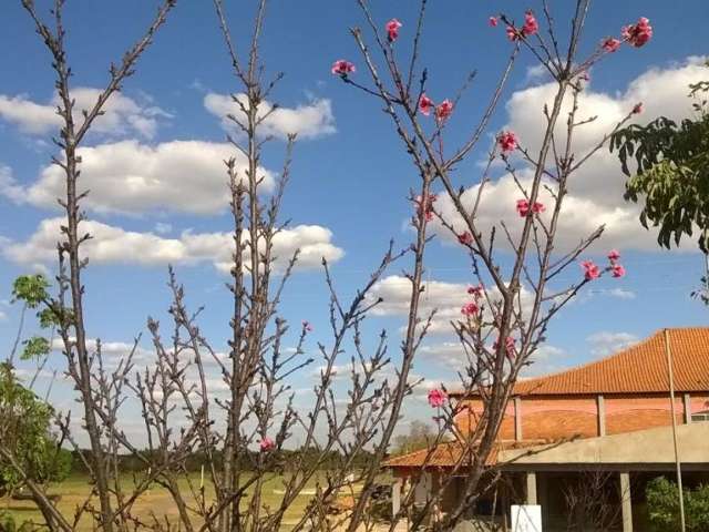 Na semana da imigra&ccedil;&atilde;o japonesa, presente &eacute; ver a primeira flor de cerejeira
