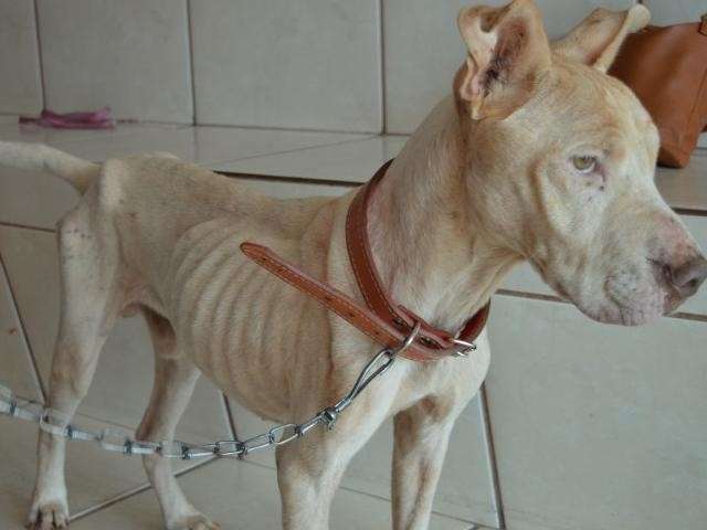 Ap&oacute;s tratamento de R$ 1,5 mil, Bolt &eacute; adotado e j&aacute; exibe quilinhos a mais