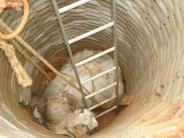  Bombeiros levam 2 horas para resgatar vaca que caiu em fossa em Parana&iacute;ba