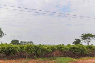 Antes dependente do cultivo de mandioca, pequenos produtores apostaram no urucum, atividade que deu certo em Ivinhema. (Foto: Fernando Antunes)