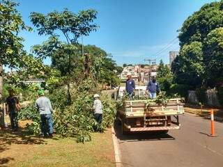 Equipes retiram galhos de árvore do canteiro central da Avenida Mato Grosso. (Foto: Richelieu de Carlo)