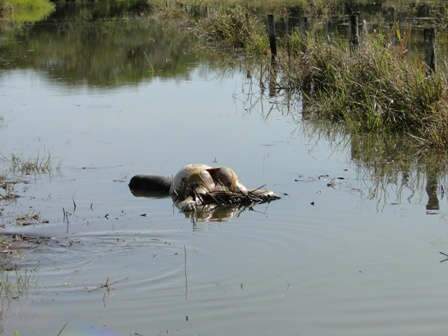  Encontrado corpo de mulher que se jogou no Rio Dourados em Deodap&oacute;lis  