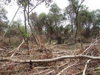 O desmatamento foi realizado para transformar a área em pastagem (Foto: Divulgação)