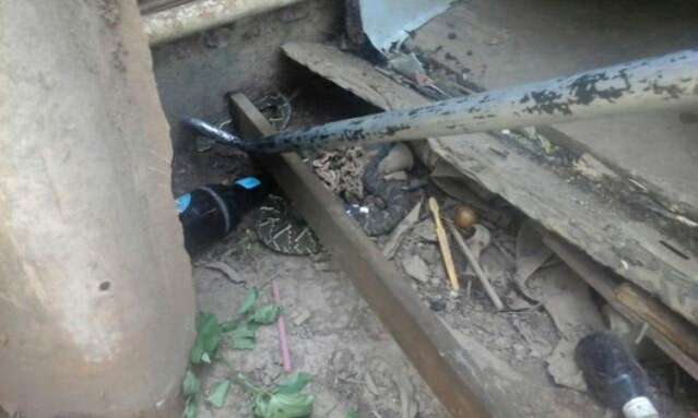 Ap&oacute;s picar e matar cachorro, cascavel &eacute; capturada em quintal de casa
