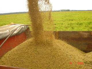 Exportação da soja em grãos cresce 36% e atinge US$ 695,5 milhões em 2011. (Foto: Divulgação)