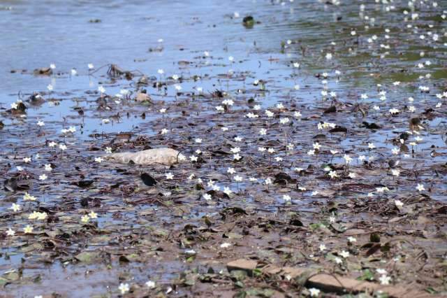 Assoreada, Lagoa Itatiaia exibe est&aacute;tua de peixe no meio de banco de areia 