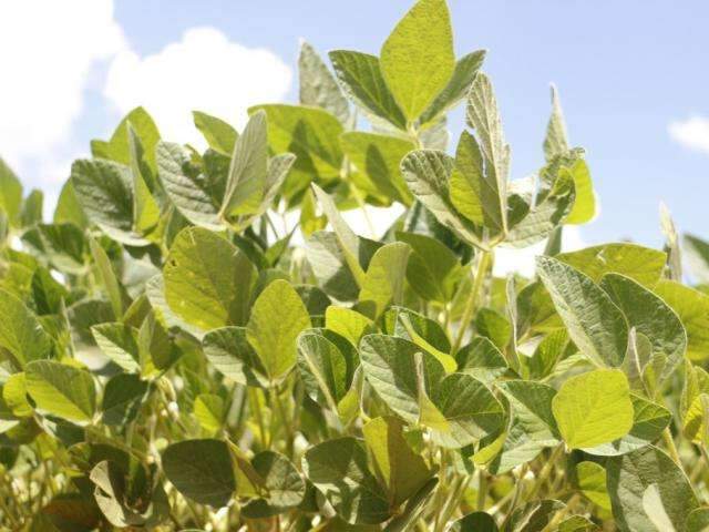 Estiagem amea&ccedil;a supersafra de 10 milh&otilde;es de toneladas de soja em MS