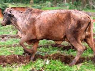 Sem ponte e com vo&ccedil;oroca que engole vacas, cidade decreta emerg&ecirc;ncia