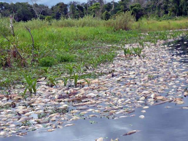  Laborat&oacute;rio atrasa e divulga&ccedil;&atilde;o de laudo sobre mortes de peixes &eacute; adiada
