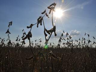 O campo e a agricultura também tem o que comemorar, com a vinda dela, a Primavera, a beleza da soja também cresce na plantação. (Foto: Arquivo/João Garrigó)