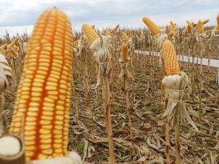 Plantação de milho da safra passada em MS (Foto: divulgação/Aprosoja)