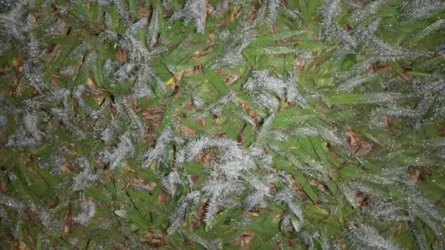 Geada afeta 208 mil hectares de lavouras de milho em munic&iacute;pios