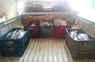 188 kg de curimbatá apreendidos serão doados a instituições filantrópicas. (Foto: Divulgação/PMA-MS)