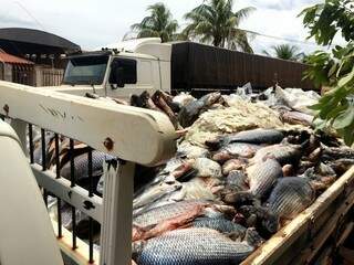 Durante o ano, ação também recolheu pescados inadequados para consumo (Foto:Divulgação/Iagro)