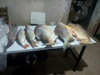 Peixes capturados pela PMA durante operação no ano passado (Foto: PMA/Divulgação)