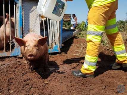 Carreta com 200 porcos tomba na BR-163 e animais morrem em acidente