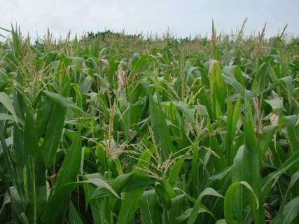 Tempo chuvoso cria ambiente favorável para o milho safrinha, diz Aprosoja